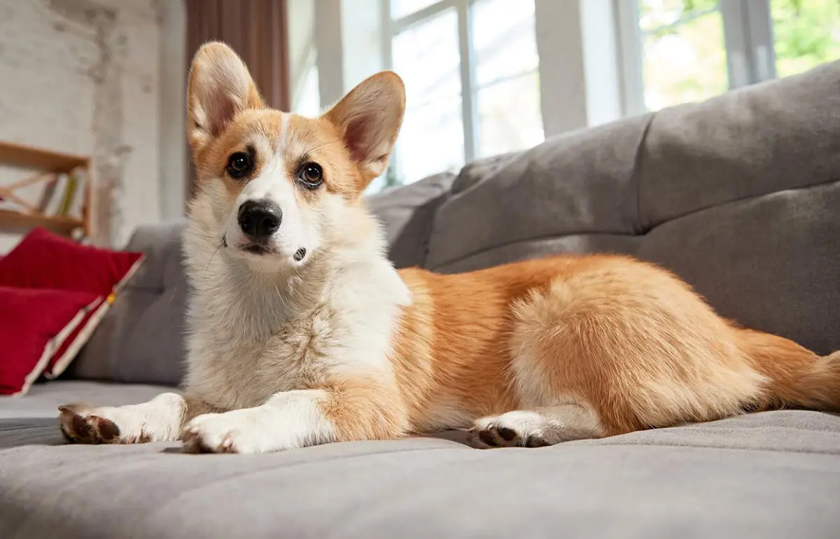 Can You Really Have a Dog in an Apartment?